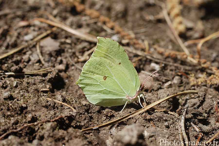 Gonepteryx rhamni